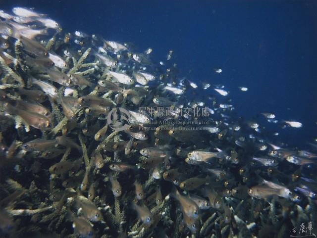 箭天竺鯛藏品圖，第1張