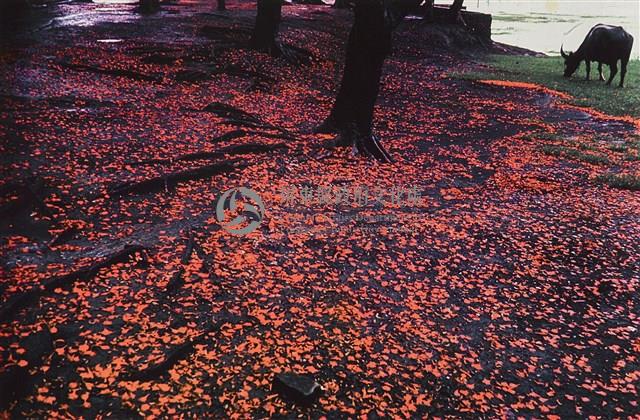 鳳凰花落時When Peacock Flowers Fall藏品圖，第1張