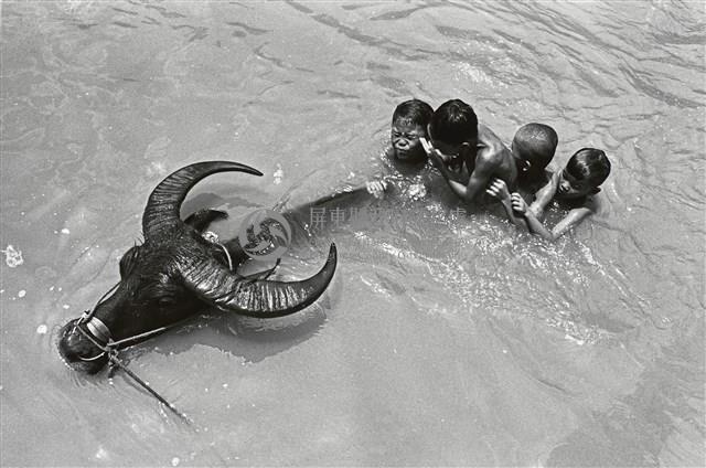 與牛共舞/屏東美濃-2藏品圖，第1張