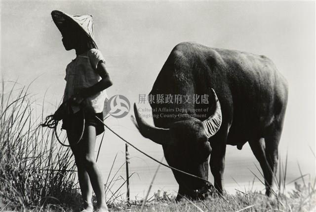 牧童Shepherd Kid藏品圖，第1張