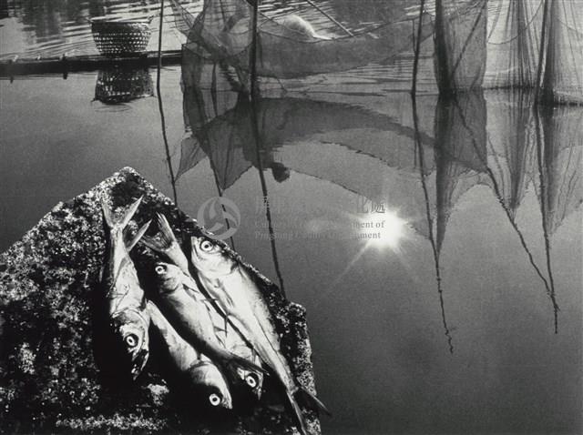 魚塭藏品圖，第1張