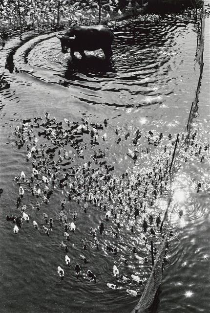 與鴨共享藏品圖，第1張