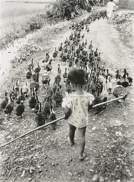 趕鴨子A duck breeding boy藏品圖，第1張