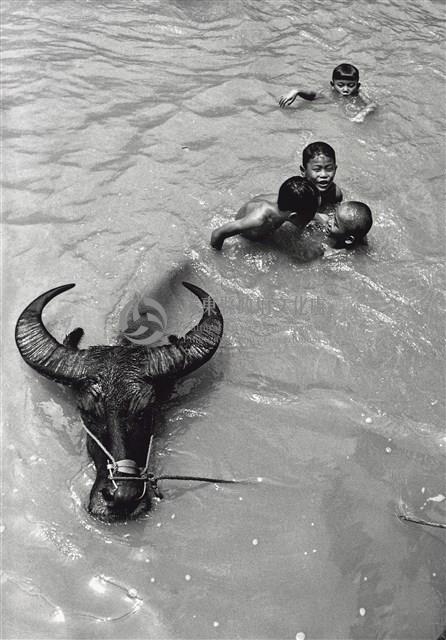 與牛共舞/屏東美濃-1藏品圖，第1張