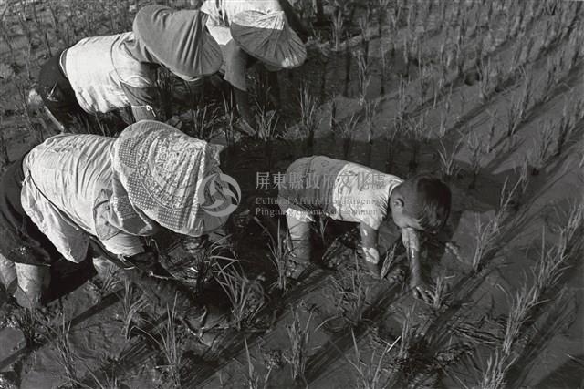 一馬當先/屏東黎明藏品圖，第1張