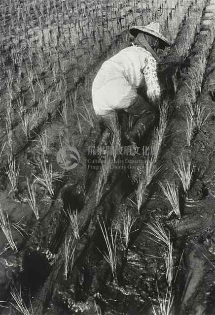 大地之女Woman of the Land藏品圖，第1張