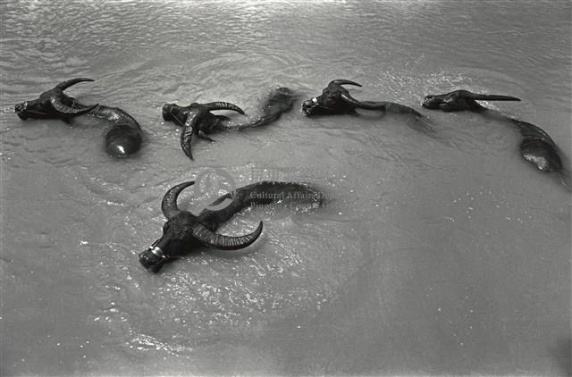 水牛沐浴藏品圖，第1張