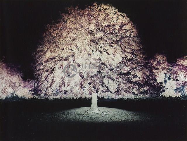 聖誕樹Christmas tree藏品圖，第1張