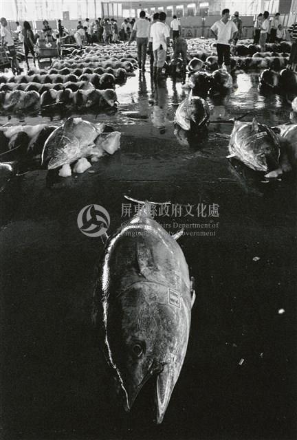 鮪魚藏品圖，第1張