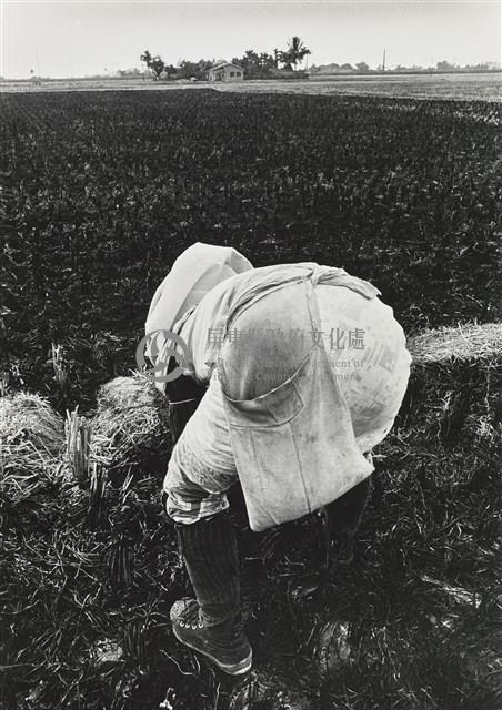 豆種袋藏品圖，第1張