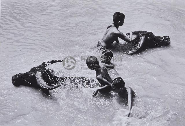 與牛共舞藏品圖，第1張