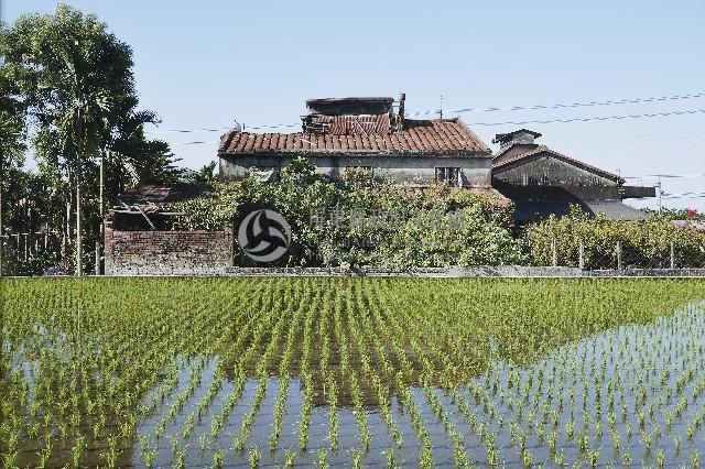 稻田藏品圖，第1張