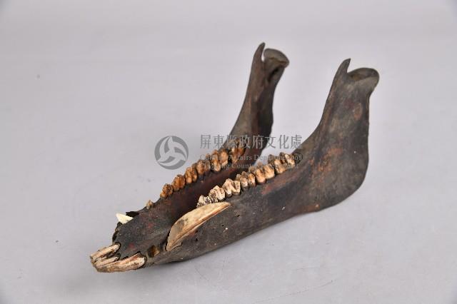 山豬下頷骨藏品圖，第4張