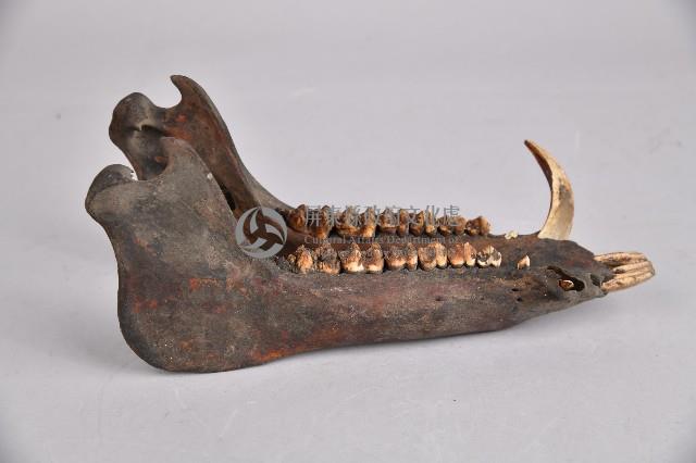 山豬下頷骨藏品圖，第1張