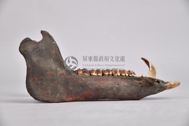 山豬下頷骨藏品圖，第3張