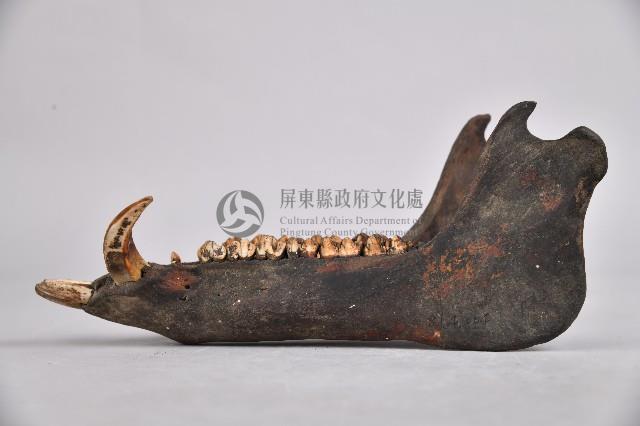 山豬下頷骨藏品圖，第2張