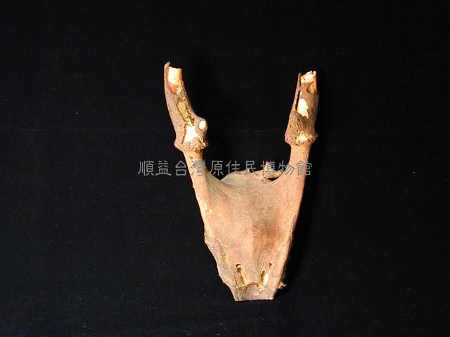 獸頭骨藏品圖，第1張