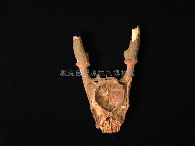 獸頭骨藏品圖，第2張