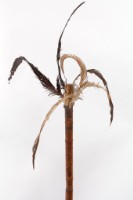 儀式竹棒藏品圖，第4張