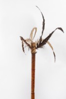 儀式竹棒藏品圖，第5張