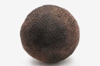 陶罐藏品圖，第8張