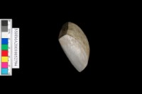 大型扁平有段石鑿藏品圖，第6張