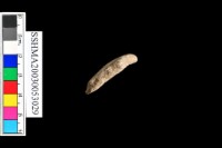 細砂陶A.口或圈足藏品圖，第6張