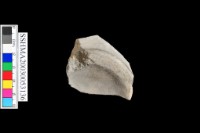 光面灰陶 凹底藏品圖，第1張