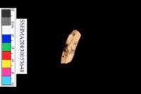 泥質陶.腹片(素紋)藏品圖，第4張