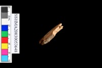 泥質陶.腹片(素紋)藏品圖，第6張