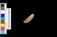 細砂陶.腹片為主藏品圖，第4張