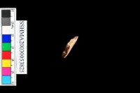 細砂陶.腹片為主藏品圖，第10張