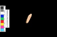 細砂陶.腹片.頸(方格紋)藏品圖，第34張