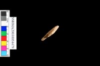 細砂陶.腹片.頸(方格紋)藏品圖，第38張