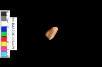 細砂陶.腹片.頸(方格紋)藏品圖，第40張