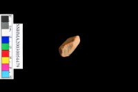 細砂陶.腹片.頸(方格紋)藏品圖，第42張