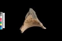 細砂陶.口緣藏品圖，第6張