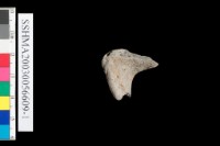 粗砂陶.腹片為主藏品圖，第2張