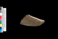 粗砂陶.腹片為主藏品圖，第17張