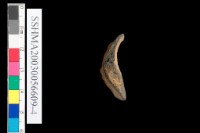 粗砂陶.腹片為主藏品圖，第20張