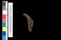 粗砂陶.腹片為主藏品圖，第22張