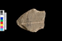 矛型殘器藏品圖，第3張