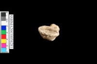 把手,花紋粗砂陶藏品圖，第5張