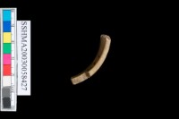 石環藏品圖，第2張