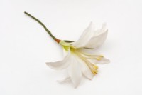 頭冠藏品圖，第10張