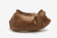 古菱齒象右下顎骨藏品圖，第8張