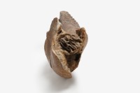 古菱齒象右下顎骨藏品圖，第10張
