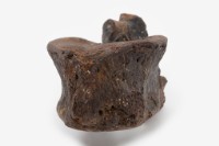 古菱齒象脊椎骨藏品圖，第8張