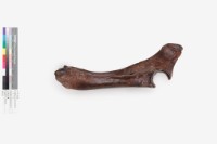 水牛左尺骨、橈骨藏品圖，第1張