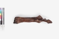 水牛左尺骨、橈骨藏品圖，第2張